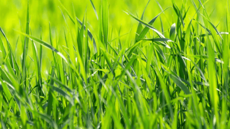 clipart:254b5v0-neu= grass