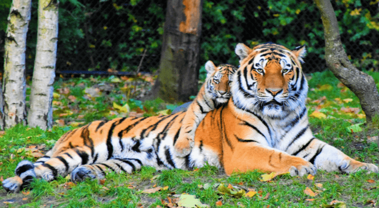 clipart:10uq3lqth54= tiger