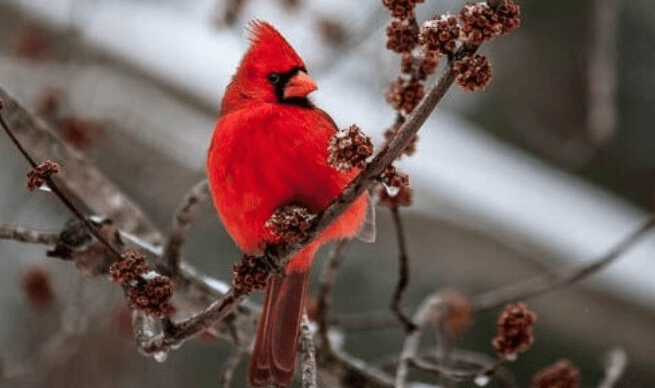 Clipart:4kfx8x7s7ku= Cardinal