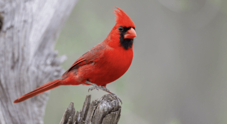 Clipart:4kfx8x7s7ku= Cardinal