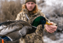 Why the Best Duck Calls Are Essential for Your Hunting Gear