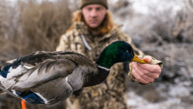 Why the Best Duck Calls Are Essential for Your Hunting Gear