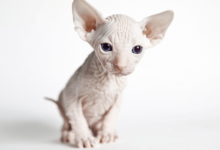 Cute:1pbthvwq7gq= Sphynx Cat