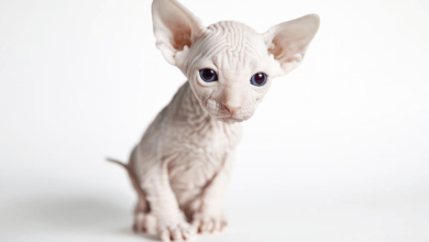 Cute:1pbthvwq7gq= Sphynx Cat