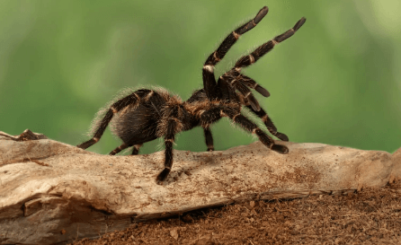 Cute:6h8zi8ucc_4= Tarantula