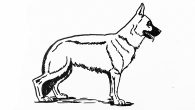 Outline:2mu4atzbexq= German Shepherd Drawing