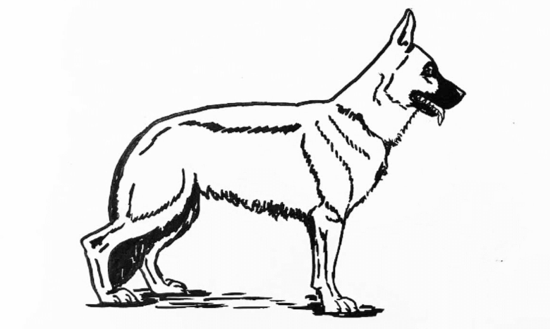 Outline:2mu4atzbexq= German Shepherd Drawing