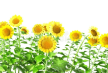 Transparent:35kixyxanz4= Sunflower