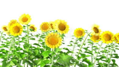 Transparent:35kixyxanz4= Sunflower