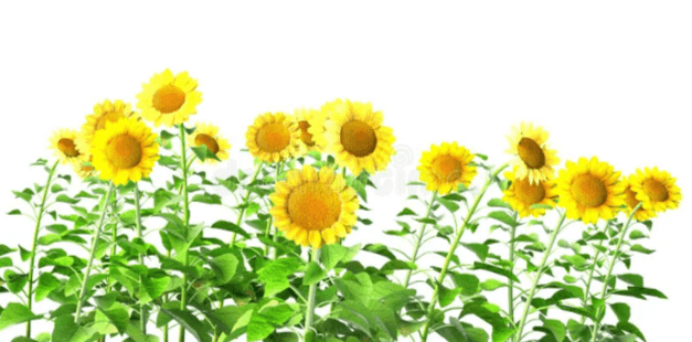 Transparent:35kixyxanz4= Sunflower