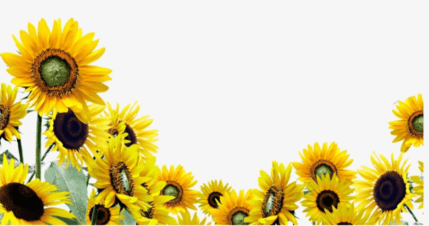 Transparent:35kixyxanz4= Sunflower