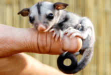 Cute:_Ymkhdbefy8= Sugar Glider