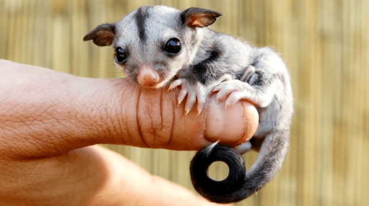 Cute:_Ymkhdbefy8= Sugar Glider