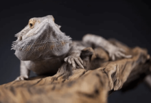 Cute:1u11l3x19ww= Bearded Dragon