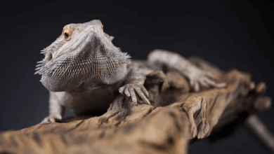 Cute:1u11l3x19ww= Bearded Dragon