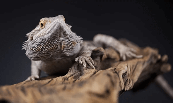 Cute:1u11l3x19ww= Bearded Dragon