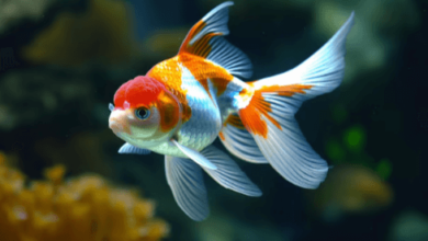 Cute:1dwg0pa4hb0= Gold Fish