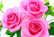 Rose:I9qmojqktok= Beautiful:2urmjh5oktq= Flowers