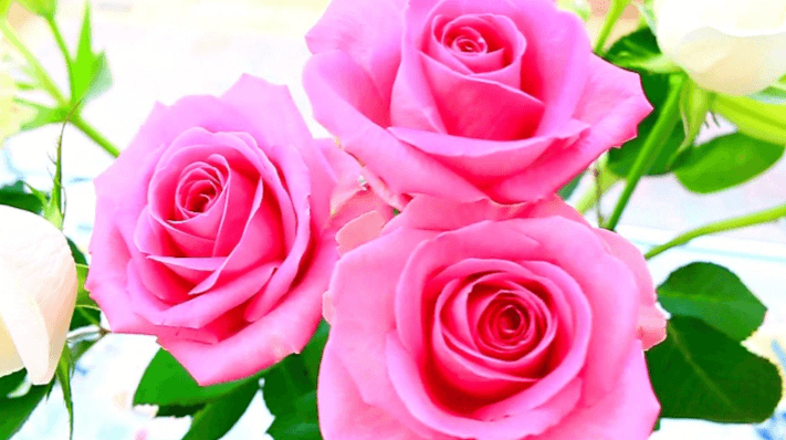 Rose:I9qmojqktok= Beautiful:2urmjh5oktq= Flowers