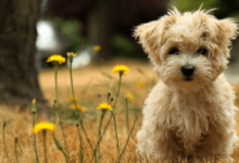 Background:8inezhyqhz0= Cute Dog Wallpaper