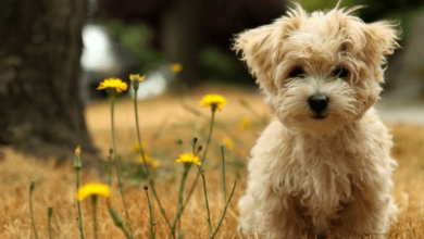 Background:8inezhyqhz0= Cute Dog Wallpaper