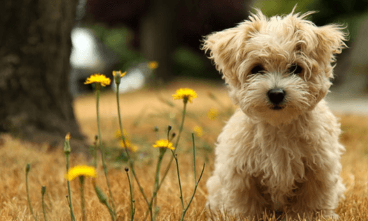 Background:8inezhyqhz0= Cute Dog Wallpaper