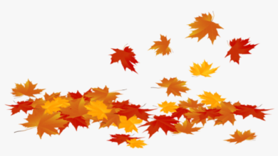 Transparent Background:1xnr_Snlz1k= Fall Leaves Clipart