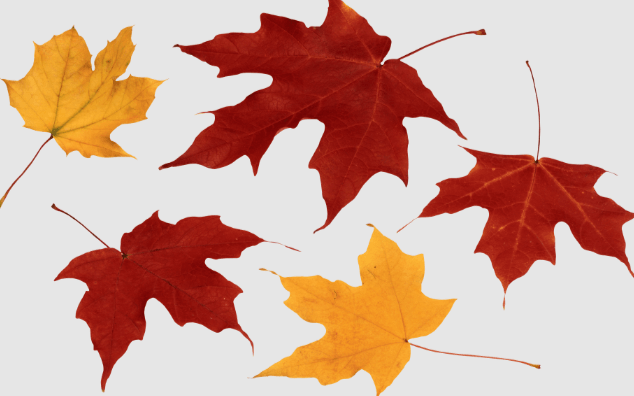 Transparent Background:1xnr_Snlz1k= Fall Leaves Clipart