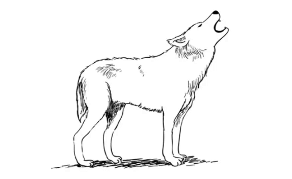 Simple:3rjy5w1g1eg= How to Draw a Wolf Easy