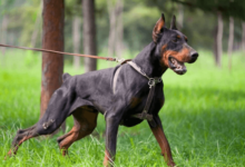 6 Factors Influencing Doberman Stud Fee in Western Tennessee