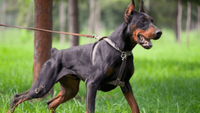 6 Factors Influencing Doberman Stud Fee in Western Tennessee