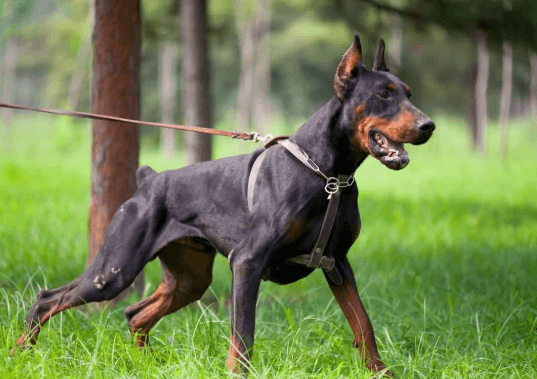 6 Factors Influencing Doberman Stud Fee in Western Tennessee